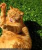 Brother Imbert Cat